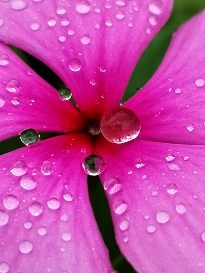 花瓣上的雨珠