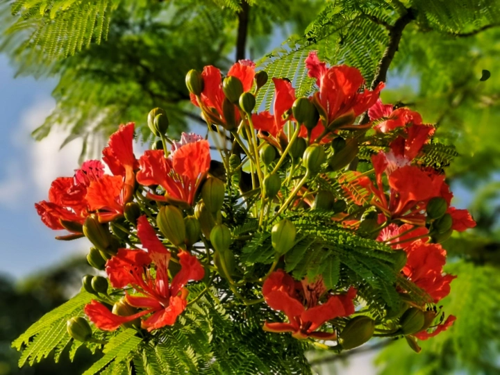 花红似火