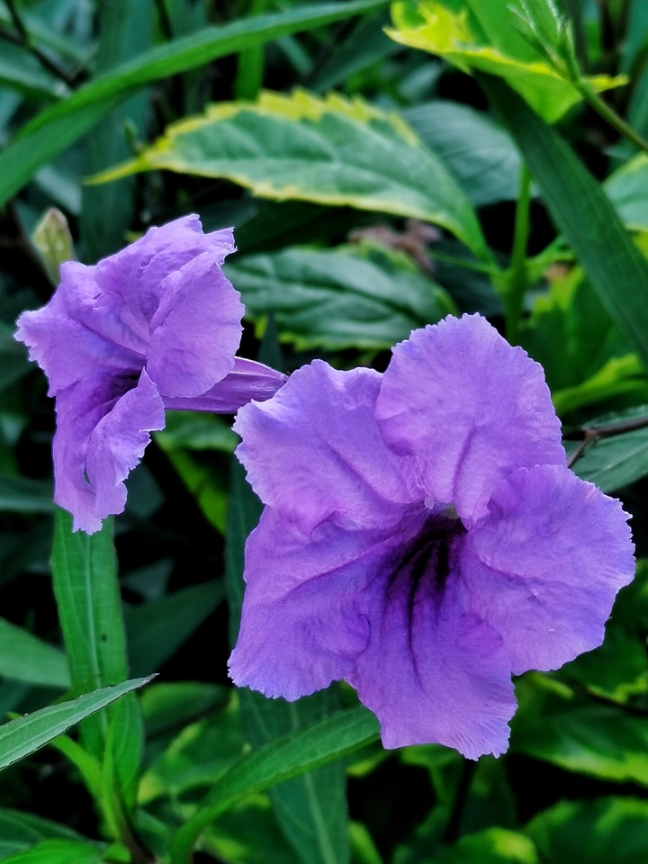 蓝花草