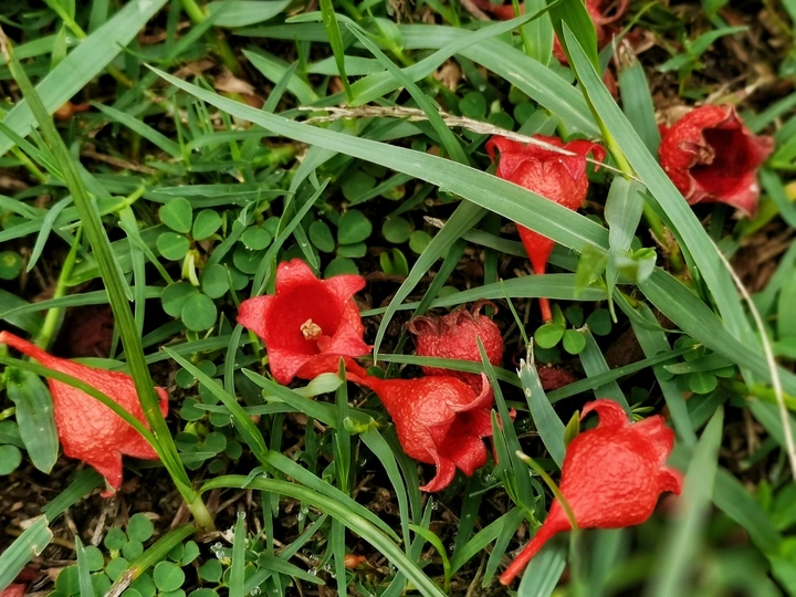 草丛中落花