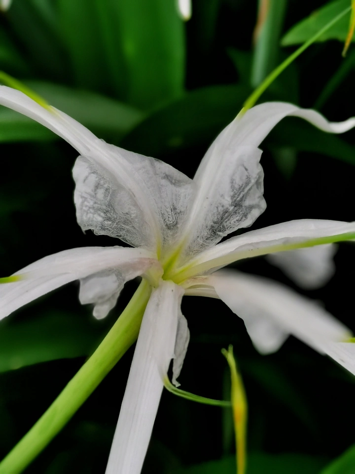 蜘蛛兰