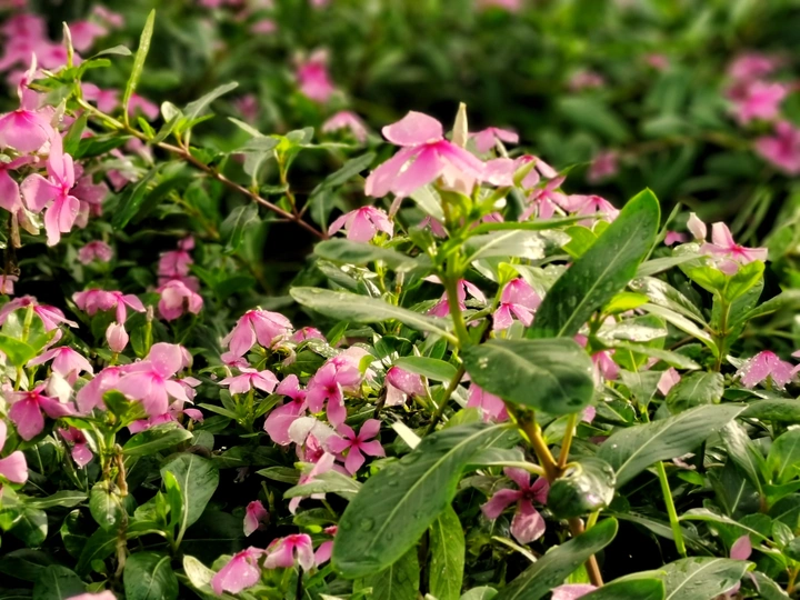 长春花