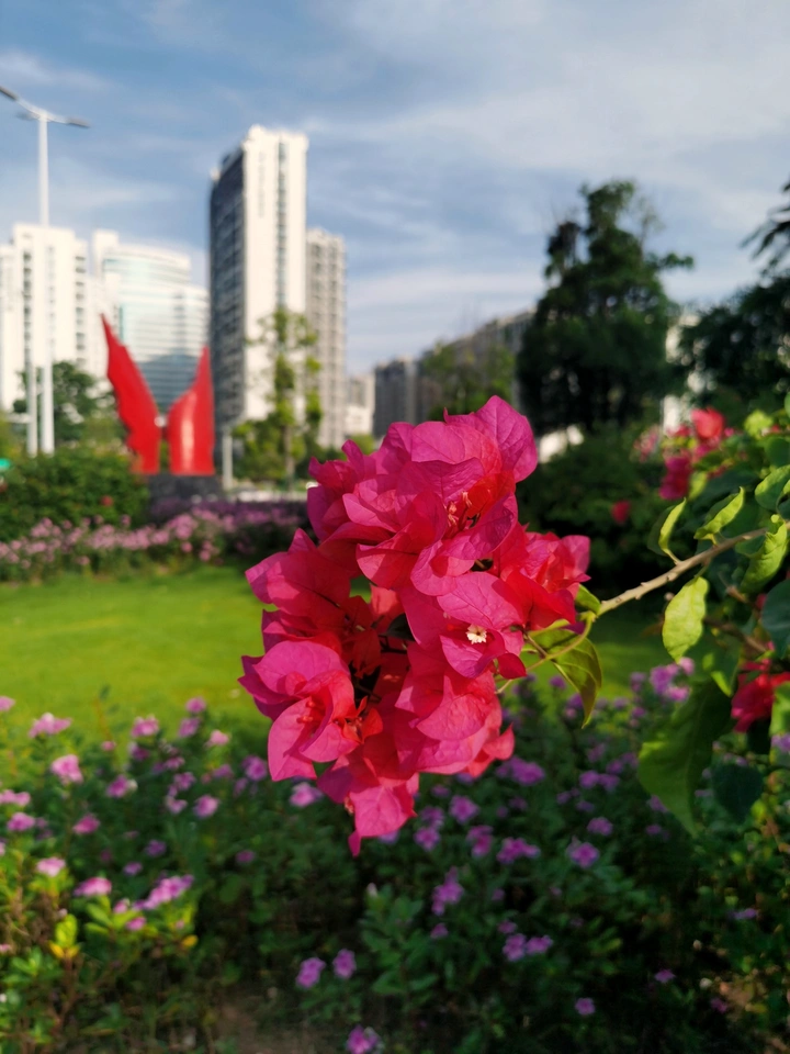 叶子花