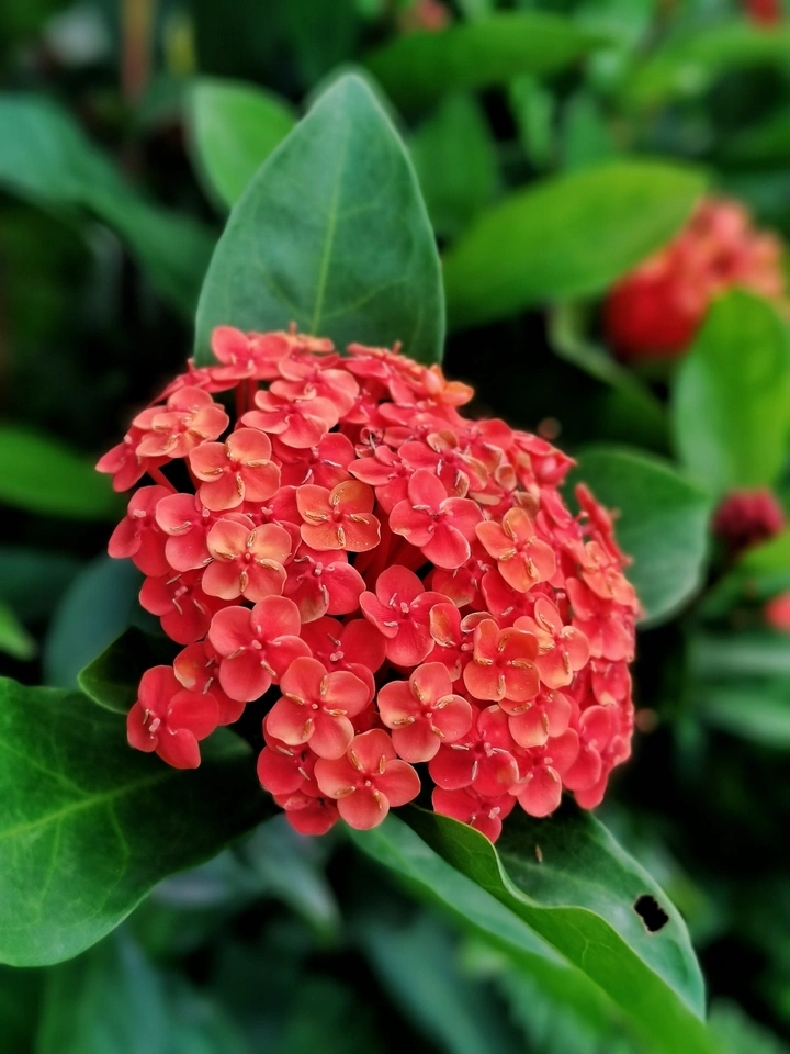 夏日红花