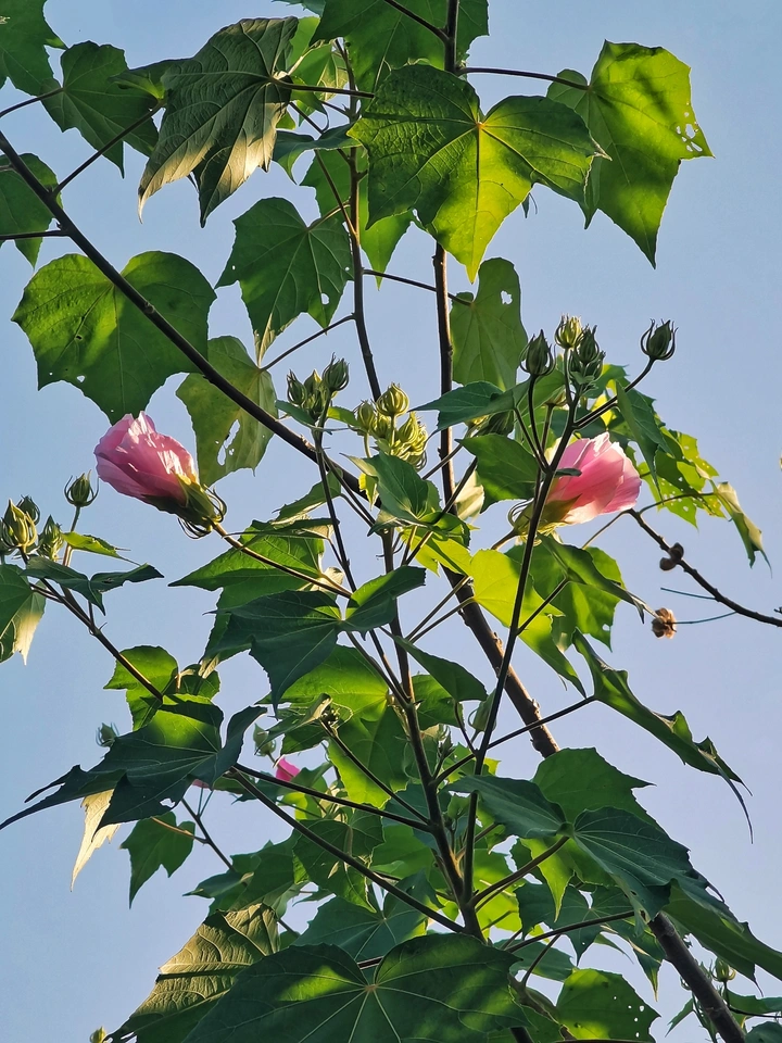 绿叶接红花