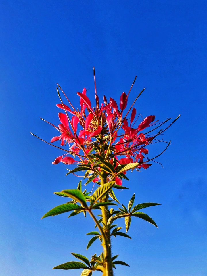 醉蝶花
