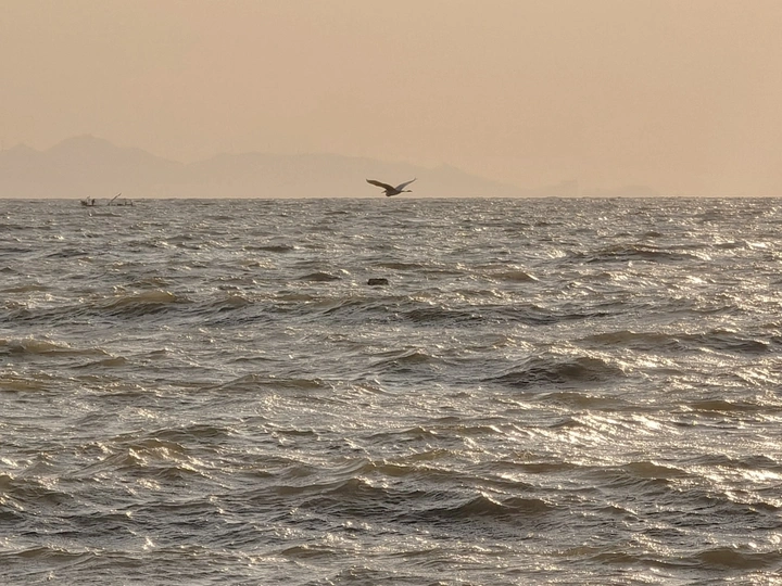 飞掠海面