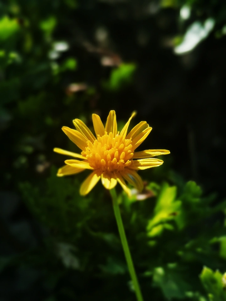 金鸡菊
