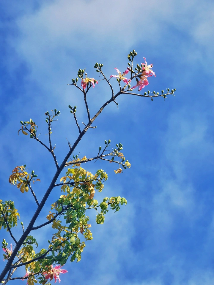 冬天里盛开的花