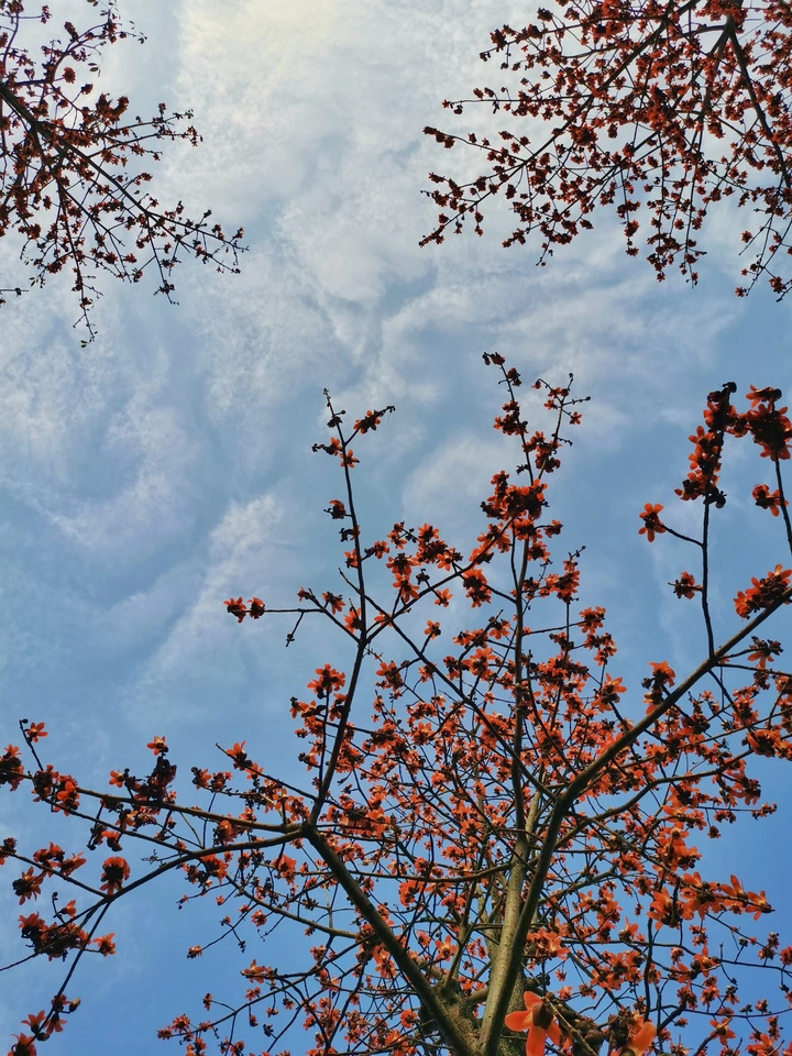 花满天