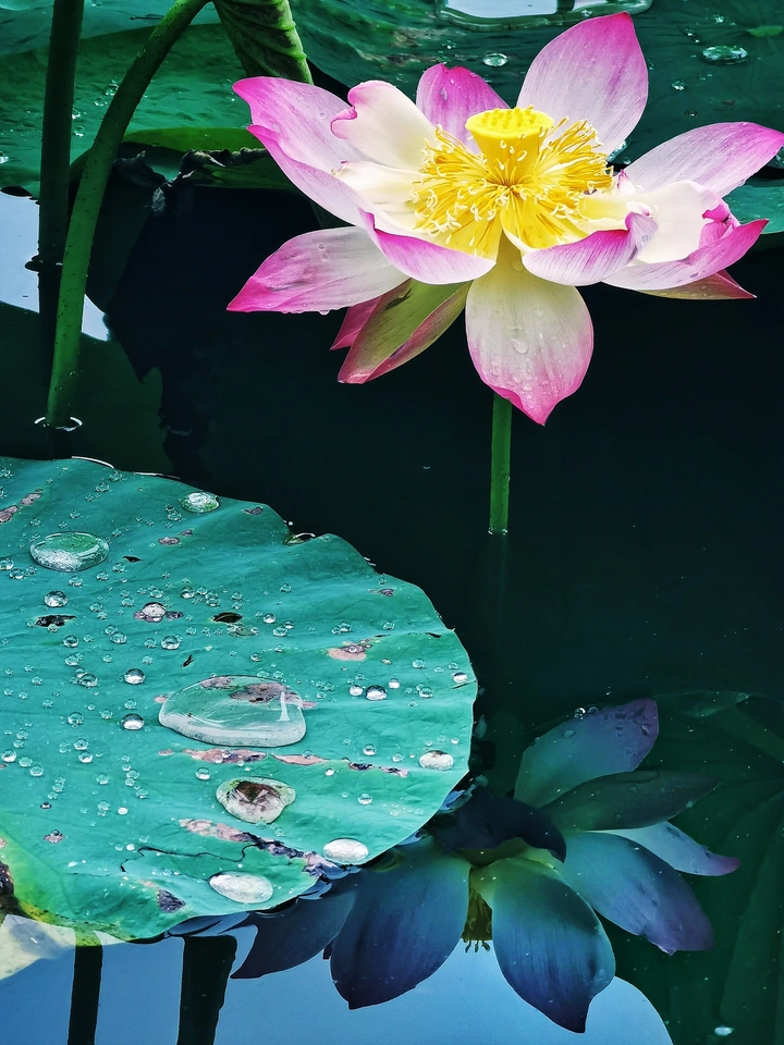 夏雨荷
