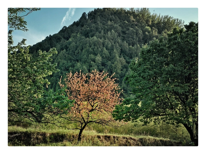 向山野