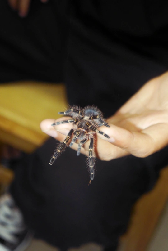 一个人手里拿着一只蜘蛛