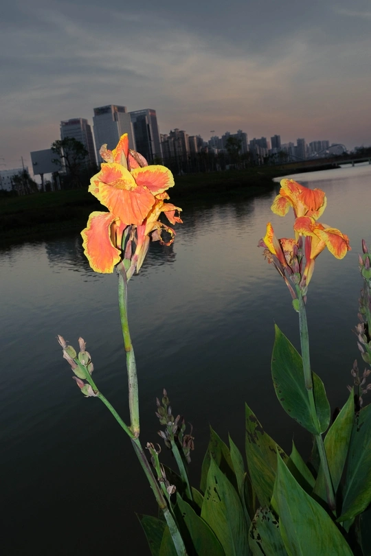 前方有水体 背景有城市 前方有黄色花朵