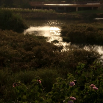 夕阳下 水中的桥 前景是花田和河流。