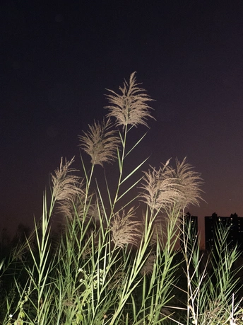 城市夜晚前的 tall grass