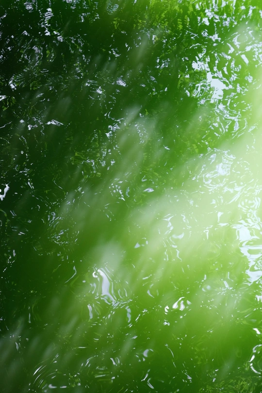 阳光透过树木在绿色森林中