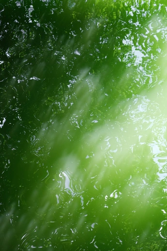 阳光透过树木在绿色森林中