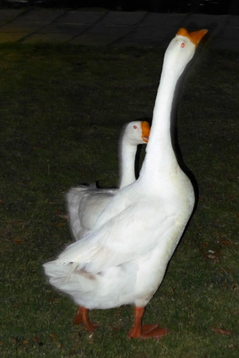 几只白天鹅站在草地上