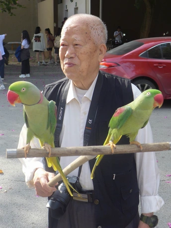 一个老人手里拿着一个棍子 肩膀上站着两只绿色鸟 他的手上还坐着一只鸟。