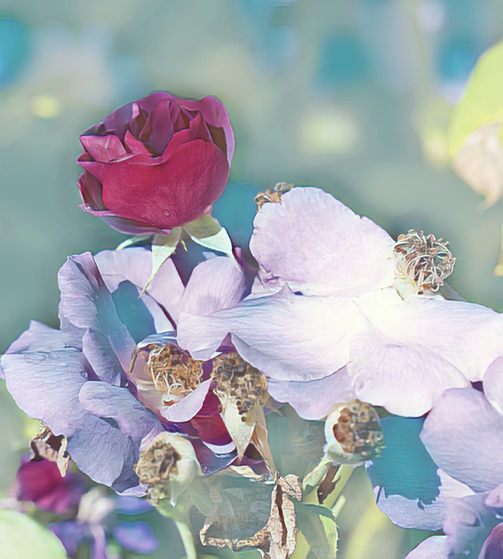 花花