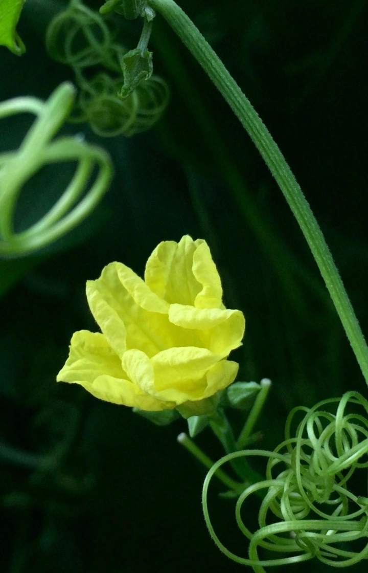 藤蔓上的花开了