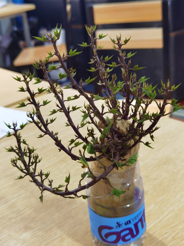 上进的?铃薯
