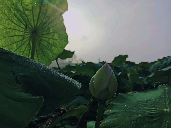 夏日荷花