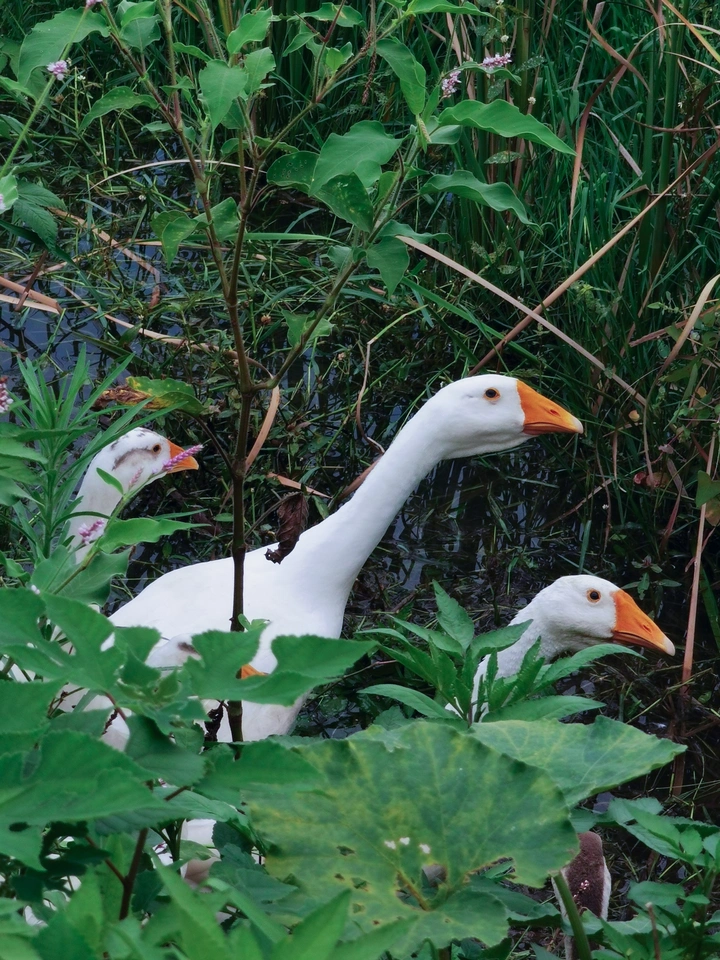 鹅