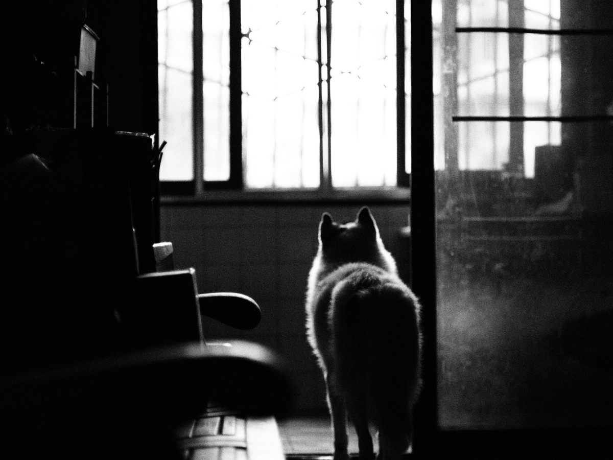 一只黑白相间的猫站在黑暗的房间里望着窗外