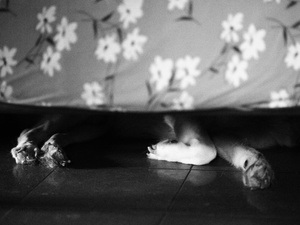 一只黑白相间的狗躺在地板上有花的床下