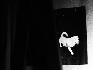 站在黑暗门前的一只白色小狗的黑白照片