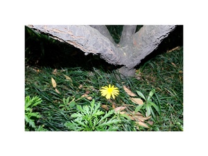 树根下长着一只蒲公英或黄色的花