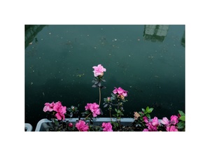 粉玫瑰生长在水中池塘中