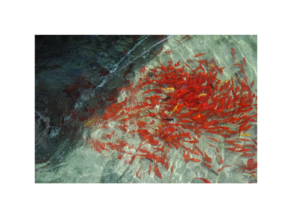一幅池塘里红鱼的学校画作