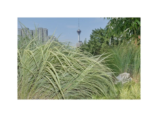 背景中有一栋摩天大楼的近景草丛