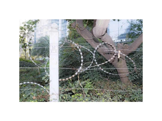 树上有铁丝缠绕