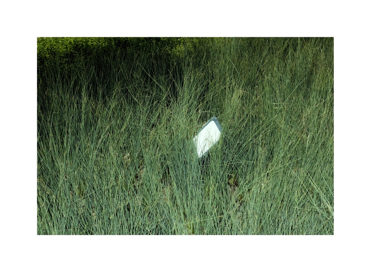 一片草地上的白色鸟