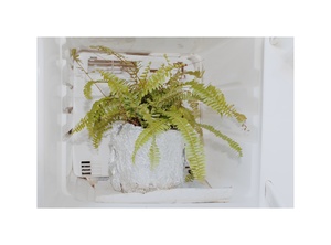a fern in a hanging planter
