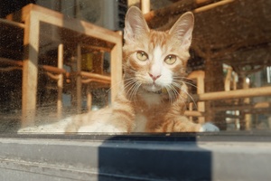 一只橙色的小猫坐在窗台上看向外面的窗户