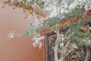 一座带粉红色墙壁和一棵开白花树的房子