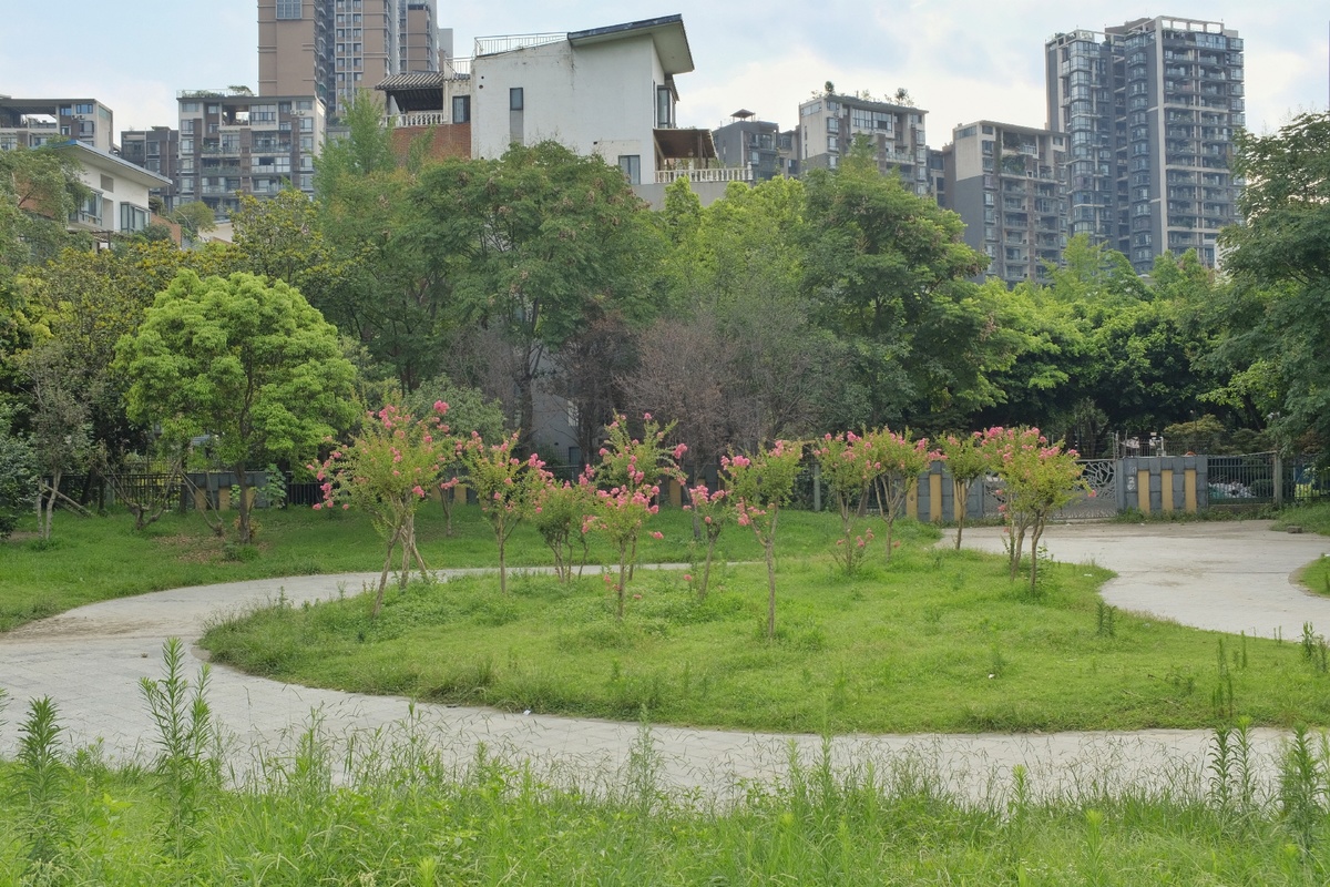 城市中的一片公园 有绿草、树木和一条小径。