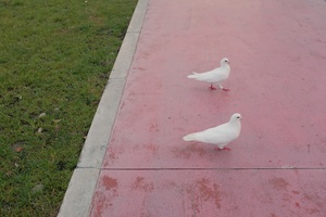 几只白鸽子站在公园附近草地附近的红人行道上。