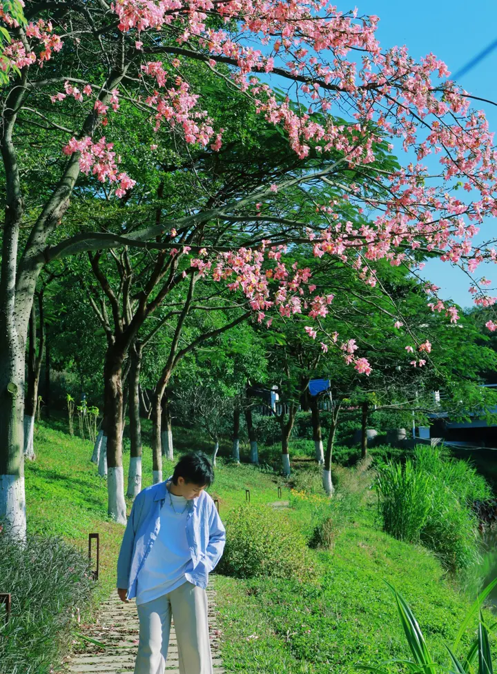 异木棉在广东十二月过了夏天