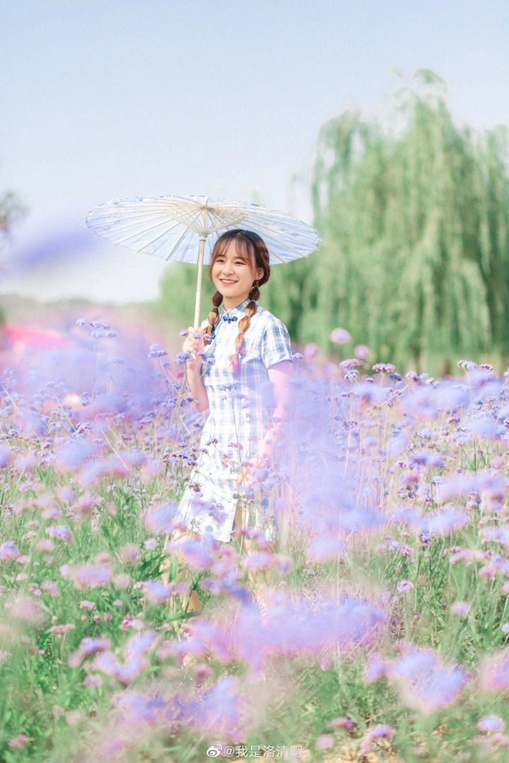 马鞭草花海