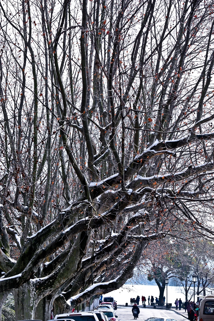 瑞雪