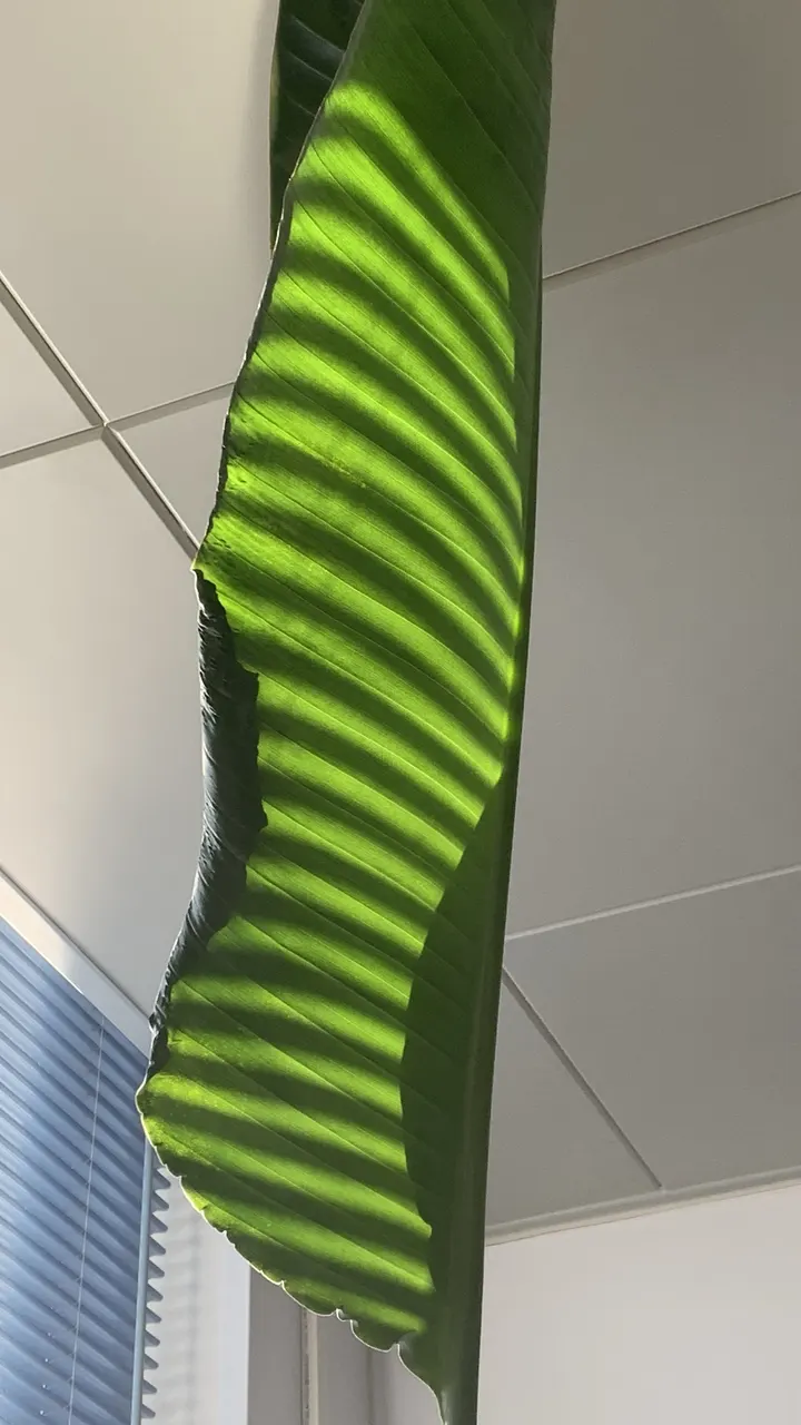 光·叶子