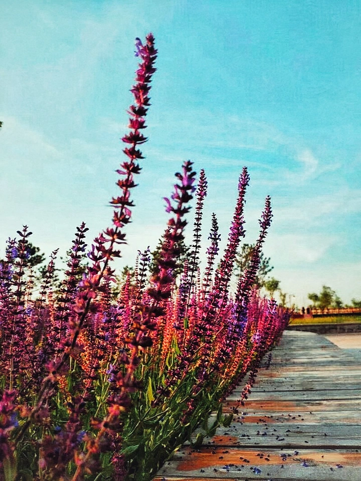 开满花的路