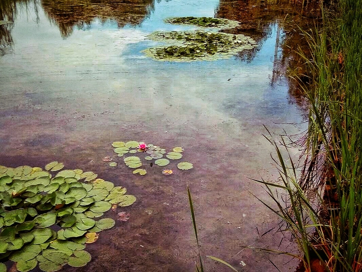 庭园湖畔