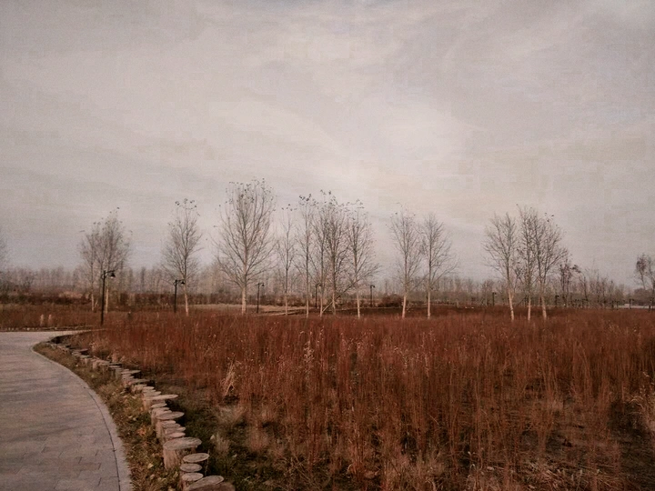 褐色秋天